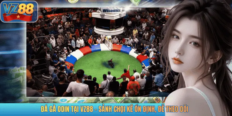 ĐÁ GÀ ODIN TẠI VZ88 - SẢNH CHỌI KÊ ỔN ĐỊNH, ĐỄ THEO DÕI